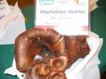 omphalotus olearius1